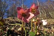 23 Ellebori (Helleborus niger)
